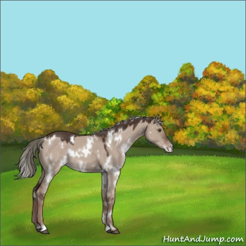 Horse Color:White Spotted Liver Red Dun Mushroom 