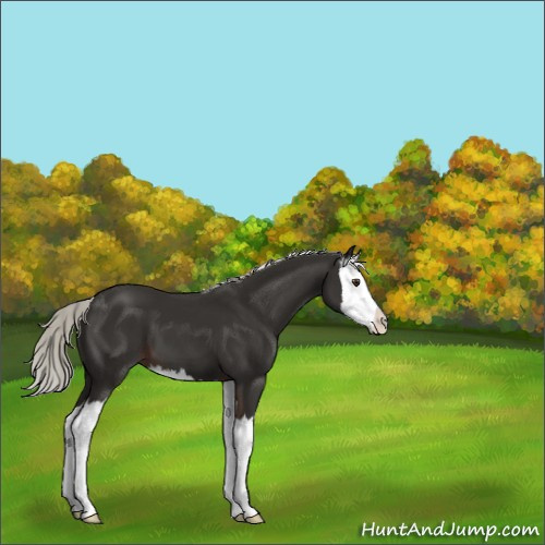 Horse Color:Liver Chestnut Mushroom Sabino Splash 