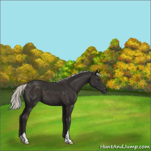 Horse Color:Liver Chestnut Mushroom 