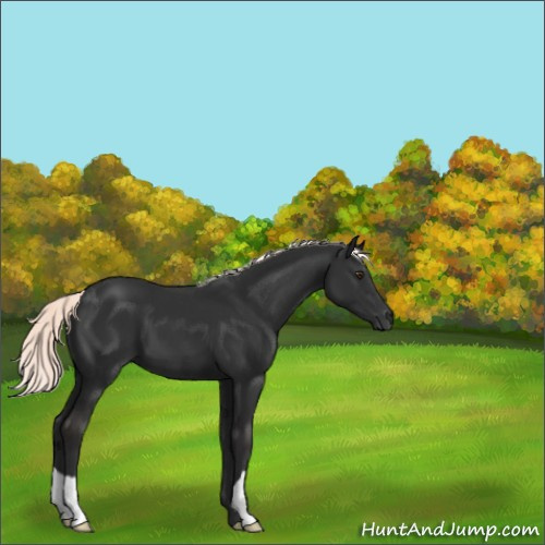 Horse Color:Liver Chestnut Mushroom 