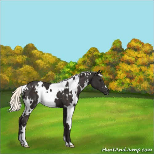 Horse Color:White Spotted Liver Chestnut Mushroom 