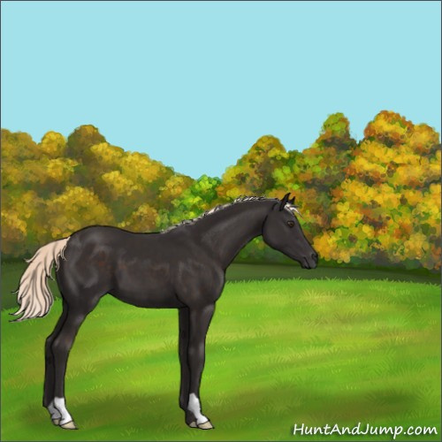 Horse Color:Liver Chestnut Mushroom 
