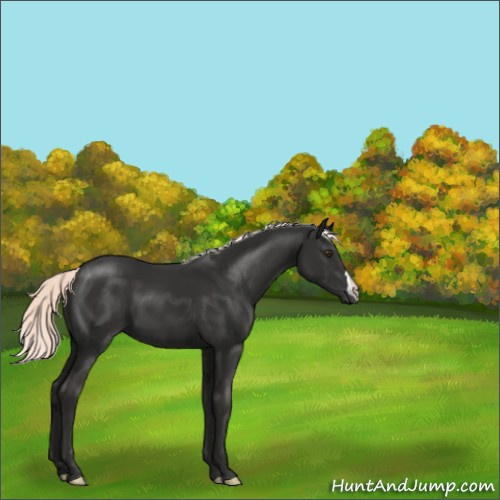 Horse Color:Liver Chestnut Mushroom 