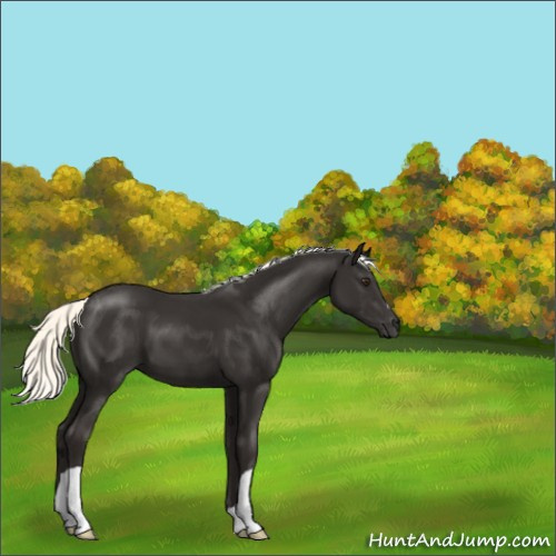 Horse Color:Liver Chestnut Mushroom 