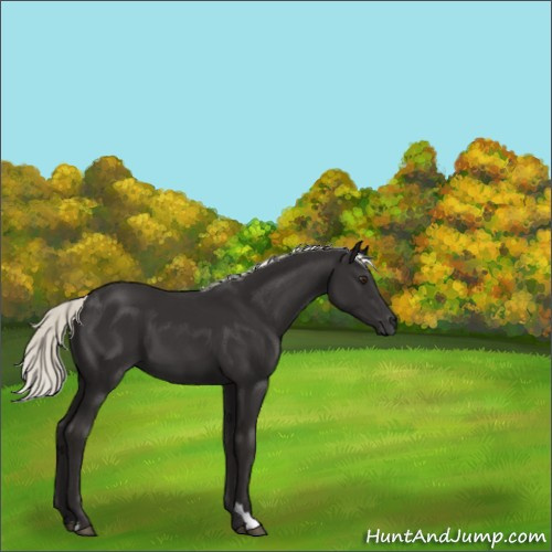 Horse Color:Liver Chestnut Mushroom 