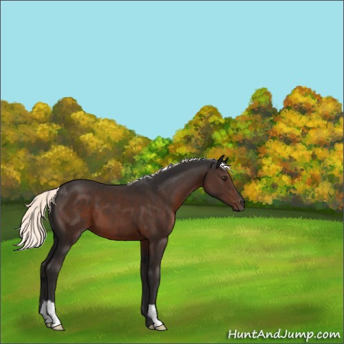 Horse Color:Liver Chestnut Mushroom 