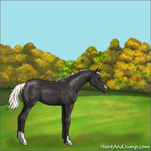 Horse Color:Liver Chestnut Mushroom 