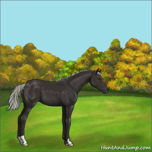 Horse Color:Liver Chestnut Mushroom 