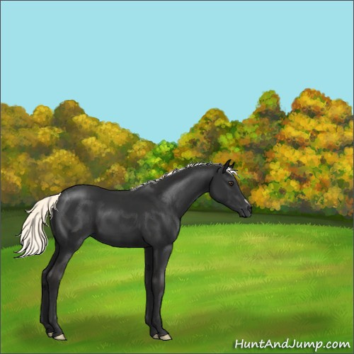 Horse Color:Liver Chestnut Mushroom 