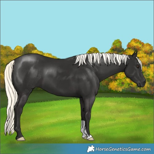 Horse Color:Liver Chestnut Mushroom 