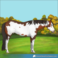 Horse Color:White Spotted Bay Frame
