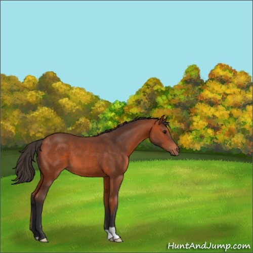 Horse Color:Unknown 