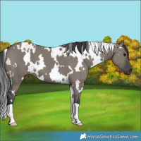Horse Color:White Spotted Grullo 