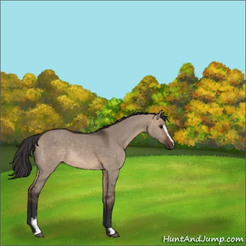 Horse Color:Brown Dun Sabino Rabicano 