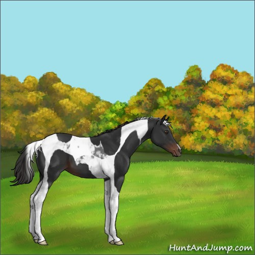 Horse Color:Unknown 