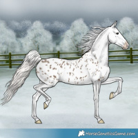 Horse Color:Silver Grullo Appaloosa 