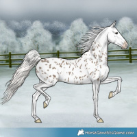 Horse Color:Silver Grullo Appaloosa 