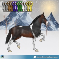 Horse Color:White Spotted Brown Tobiano Rabicano