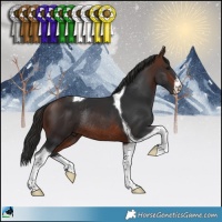 Horse Color:White Spotted Brown Tobiano Rabicano