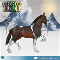 Horse Color:White Spotted Brown Tobiano Rabicano