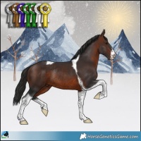 Horse Color:White Spotted Brown Tobiano Rabicano 
