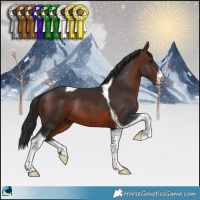 Horse Color:White Spotted Brown Tobiano Rabicano