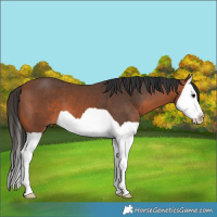 Horse Color:Bay Splash 