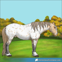 Horse Color:Buckskin Appaloosa 