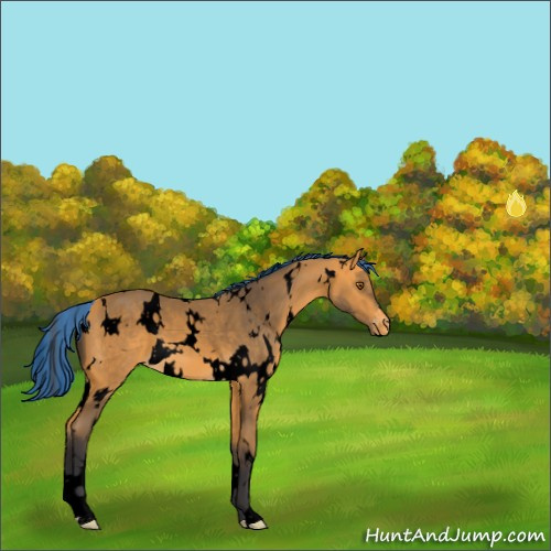 Horse Color:Void Painted White Spotted Buckskin Appaloosa 
