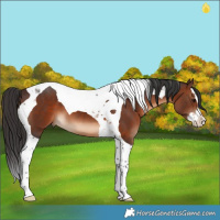 Horse Color:Brown Splash Tobiano 