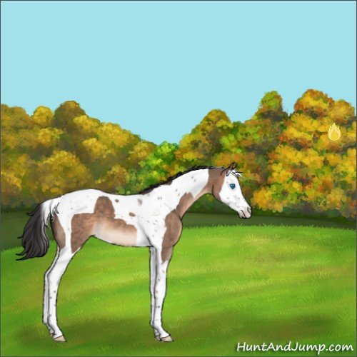 Horse Color:Brown Dun Splash Tobiano 