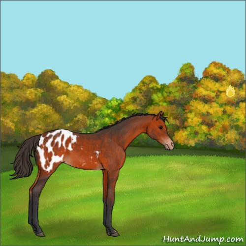 Horse Color:Bay Appaloosa 