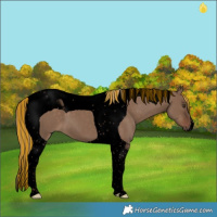 Horse Color:Void Painted Liver Red Dun Tobiano 