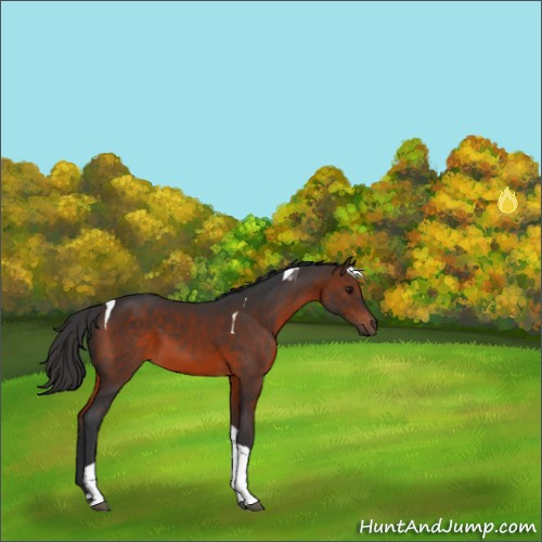 Horse Color:Brown Tobiano 