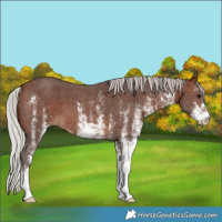 Horse Color:White Spotted Silver Brown