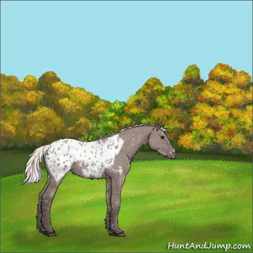 Horse Color:Silver Grullo Appaloosa