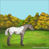 Horse Color:Silver Grullo Appaloosa 