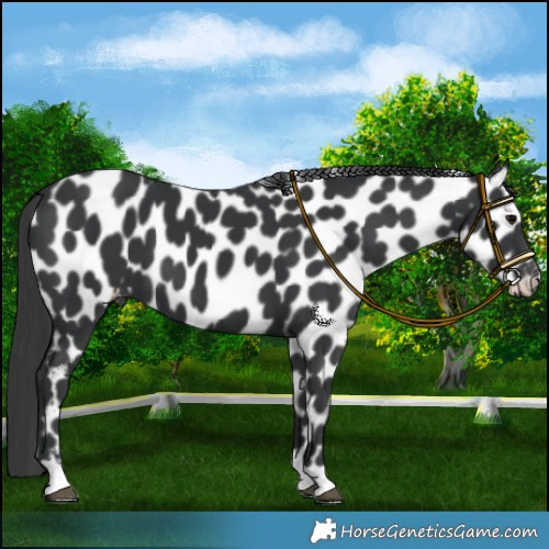 Horse Color:Black Appaloosa 