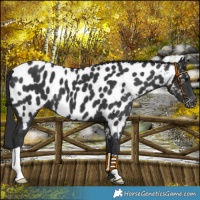 Horse Color:Black Near Leopard 