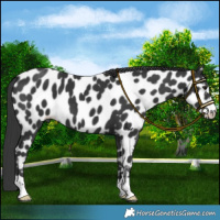 Horse Color:Black Appaloosa