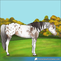 Horse Color:White Spotted Brown Dun Splash Appaloosa 