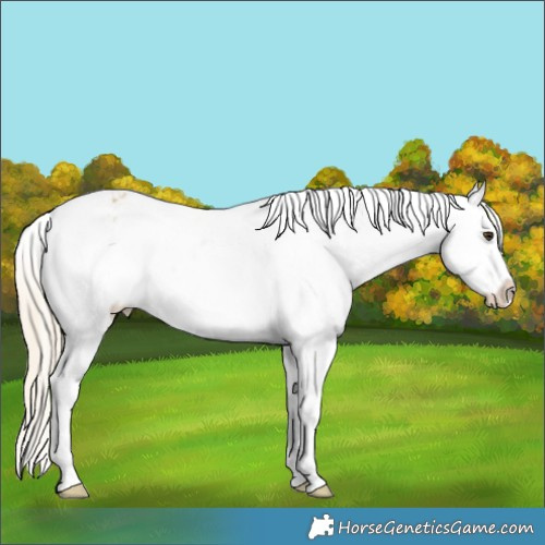 Horse Color:White Spotted Palomino Varnish 