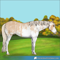 Horse Color:White Spotted Palomino Appaloosa 