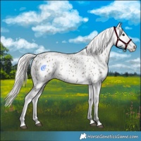 Horse Color:Silver Grullo Appaloosa