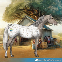Horse Color:Silver Grullo Appaloosa 