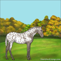 Horse Color:Silver Grullo Appaloosa