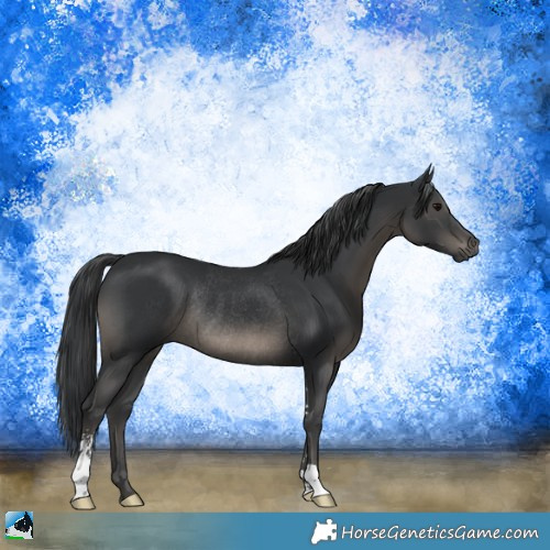 Horse Color:Black Sabino Rabicano