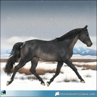 Horse Color:Black Rabicano 