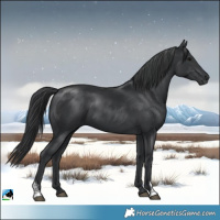 Horse Color:Black Sabino Rabicano 