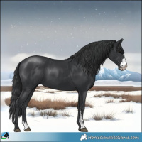 Horse Color:Black Sabino Rabicano 